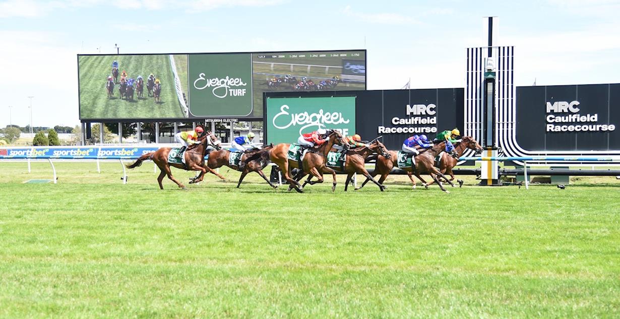 Regal Zeus - Caulfield 24th January 2026